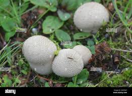 Attēlu rezultāti vaicājumam “Calvatia utriformis”