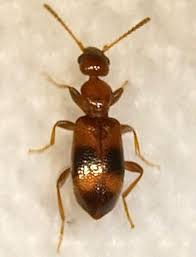 Attēlu rezultāti vaicājumam “Anthicidae”