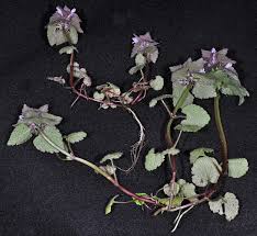 Attēlu rezultāti vaicājumam “Lamium purpureum”