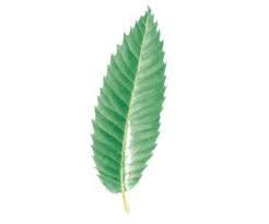 Attēlu rezultāti vaicājumam “Castanea sativa  leaf”