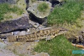 Attēlu rezultāti vaicājumam “Barbatula barbatula”