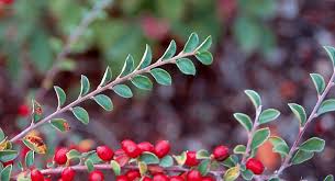 Attēlu rezultāti vaicājumam “Cotoneaster divaricatus fruit”