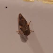 Attēlu rezultāti vaicājumam “Aphrophoridae imago”