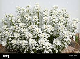 Image result for Schleifenblume