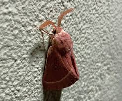 Attēlu rezultāti vaicājumam “Lasiocampa trifolii male”