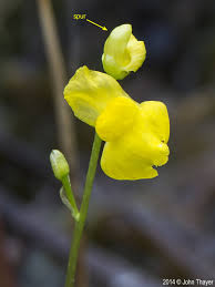 Attēlu rezultāti vaicājumam “Utricularia minor bud”