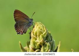 Attēlu rezultāti vaicājumam “Satyrium ilicis”