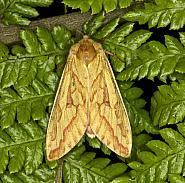 Attēlu rezultāti vaicājumam “Hepialus humuli male”