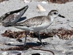 Attēlu rezultāti vaicājumam “Pluvialis squatarola”