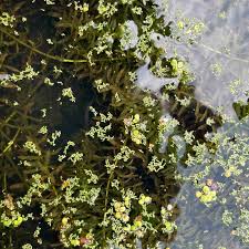 Attēlu rezultāti vaicājumam “Hydrilla verticillata”