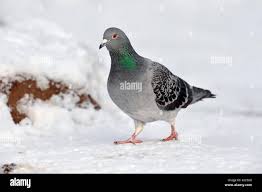 Attēlu rezultāti vaicājumam “Columba livia f. domestica adult”