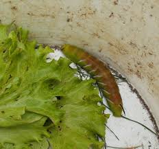 Attēlu rezultāti vaicājumam “Sphinx ligustri larva”