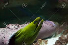 Image result for Gymnothorax funebris