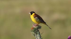 Image result for Emberiza melanocephala