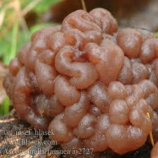 Attēlu rezultāti vaicājumam “Ascotremella faginea”