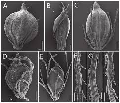 Attēlu rezultāti vaicājumam “Scirpus sylvaticus fruit”