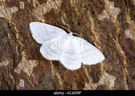 Attēlu rezultāti vaicājumam “Cabera pusaria male”