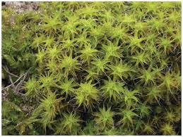 Attēlu rezultāti vaicājumam “Campylium stellatum sporophyte”