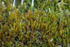 Attēlu rezultāti vaicājumam “Platygyrium repens”