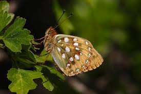 Attēlu rezultāti vaicājumam “Argynnis aglaja underside”