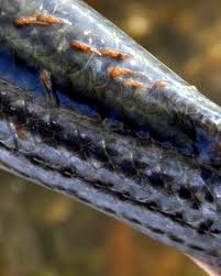 Attēlu rezultāti vaicājumam “Licea chelonoides sessile”