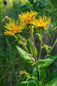 Attēlu rezultāti vaicājumam “Inula helenium flower”