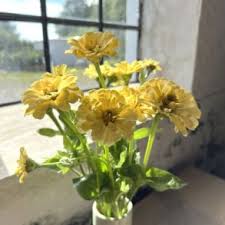 Image result for Helichrysum subulifolium