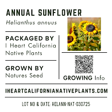 Attēlu rezultāti vaicājumam “Helianthus annuus fruit”