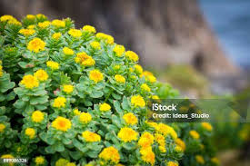 Attēlu rezultāti vaicājumam “Rhodiola rosea flower”
