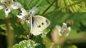 Attēlu rezultāti vaicājumam “Pieris rapae female”