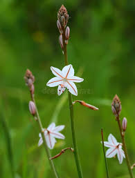 Image result for Asphodelus fistulosus