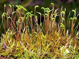 Attēlu rezultāti vaicājumam “Calliergonella cuspidata”