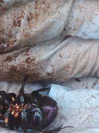 Attēlu rezultāti vaicājumam “Heteropterus morpheus underside”