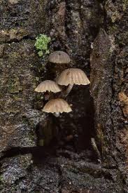 Attēlu rezultāti vaicājumam “Mycena pseudocorticola”