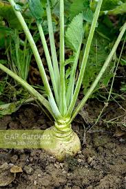 Attēlu rezultāti vaicājumam “Brassica napus”
