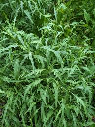 Attēlu rezultāti vaicājumam “Diplotaxis tenuifolia bud”