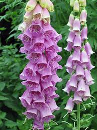 Image result for Digitalis purpurea