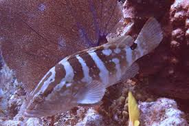 Image result for Epinephelus striatus