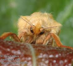 Attēlu rezultāti vaicājumam “Hepialus humuli”