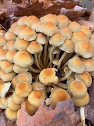 Attēlu rezultāti vaicājumam “Hypholoma sp.”