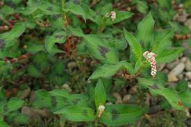 Attēlu rezultāti vaicājumam “Persicaria lapathifolia flower”