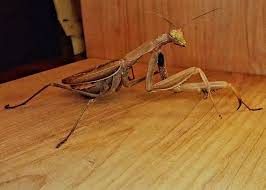 Attēlu rezultāti vaicājumam “Mantis religiosa”