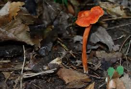 Attēlu rezultāti vaicājumam “Hygrocybe cantharellus”
