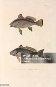 Image result for Sciaena umbra