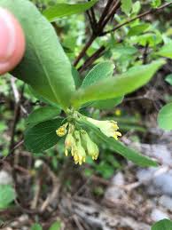 Attēlu rezultāti vaicājumam “Lonicera caerulea var. pallasii flower”