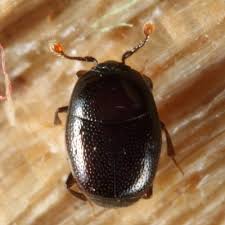 Attēlu rezultāti vaicājumam “Histeridae”