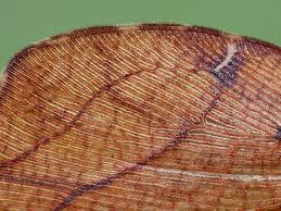 Attēlu rezultāti vaicājumam “Drepanepteryx phalaenoides”