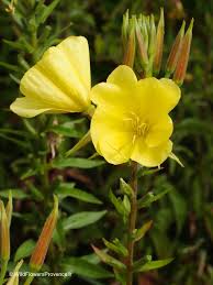 Attēlu rezultāti vaicājumam “Oenothera biennis flower”