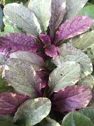 Image result for Ajuga reptans