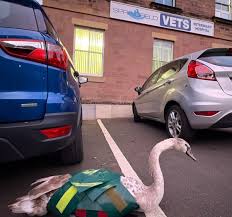 Image result for South Yorkshire Swans